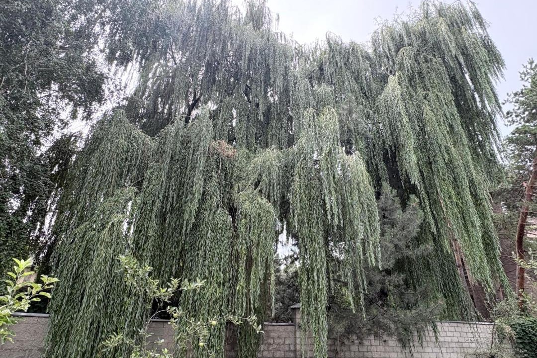 Photo of Outdoor in Bostandyk District
