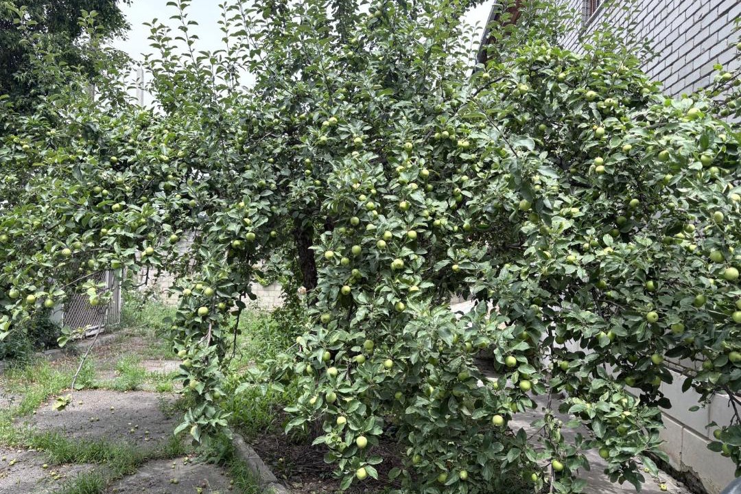 Photo of Outdoor in Bostandyk District